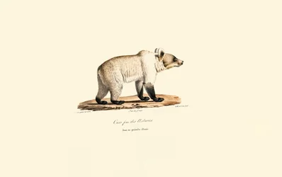 Kantabrisk brunbjørn (Ursus arctos pyrenaicus)