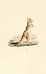 Kapphopphare