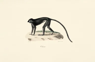 Colobus Monkey (Colobus guereza)