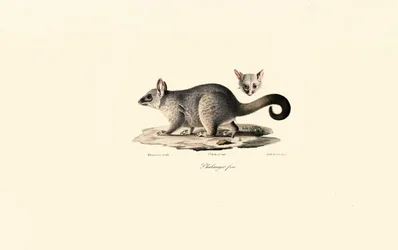 Vanlig børstehalepossum