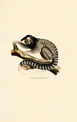 Vanlig marmoset (hunn)