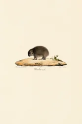 Vanlig wombat (hann)