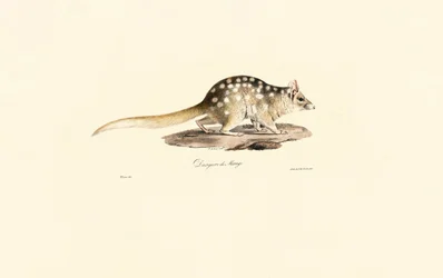 Østlige Quoll
