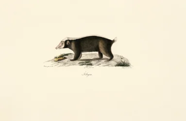 Europeisk grevling