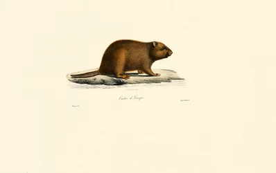 Europeisk bever