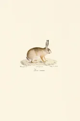 Europeisk hare (vanlig hare)