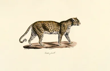 Hunnleopard
