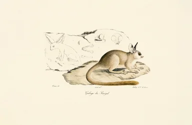 Fennekrev