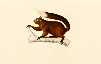Reveekorn