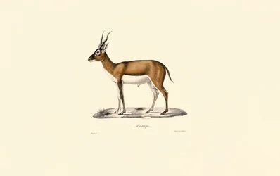 Struma-gaselle