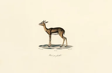 Grå rørbukk (hunn)
