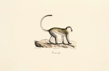 Grønn ape (Chlorocebus sabaeus)
