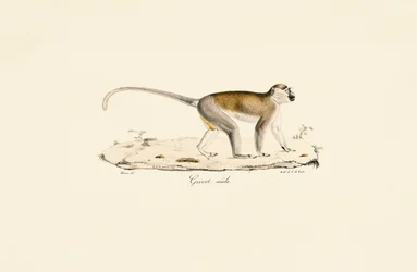 Grønn ape (hann)