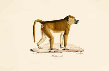 Guineabavian (hann)