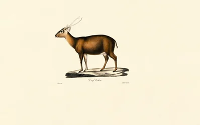 Indisk muntjac (svinehjort)