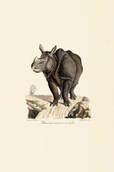 Indisk neshorn, forfra