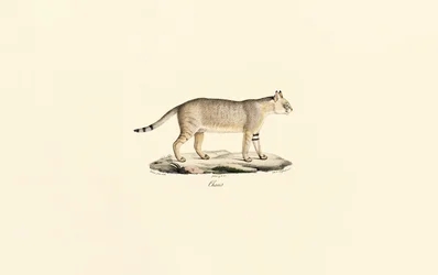 Jungelkatt