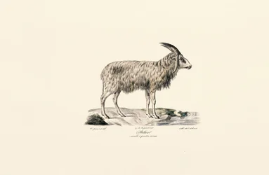 Langhåret geit
