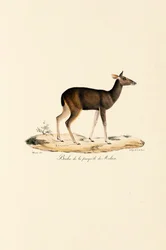 Malayansk hjort