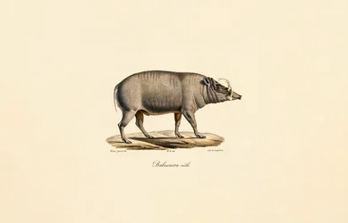Mannlig Babirusa