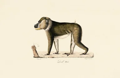 Hann Gelada-bavian
