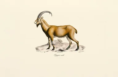 Hannvillgeit