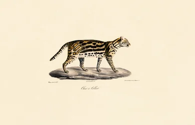 Margaret Cat