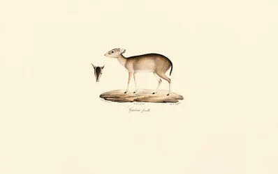 Maxwell#39;s Duiker (Guéréi Duiker, kvinne)