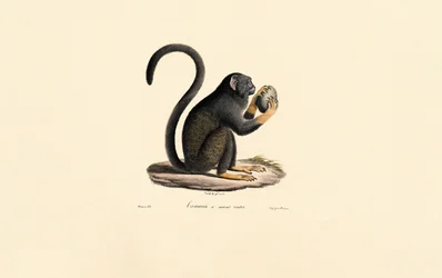 Mona Ape med frukt