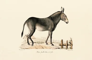 Muldyr