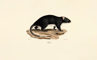 Bisamrotte