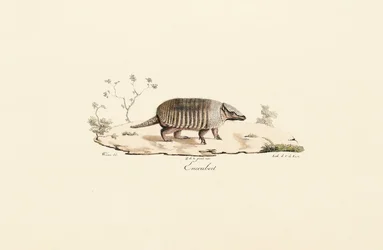 Nibåndsarmadillo