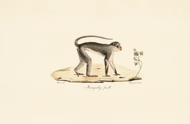 Ape Patas (hunn)