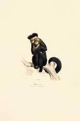 Pileat gibbon