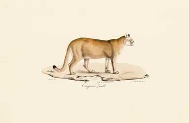 Puma, hunn