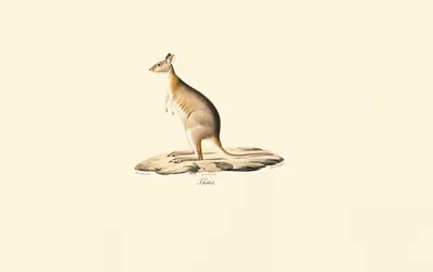 Rødhalset Pademelon