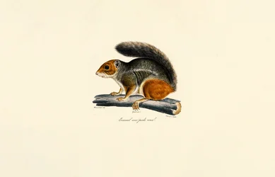 Rødhalet jordekorn