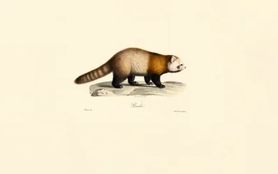 Rød panda (Ailurus fulgens)