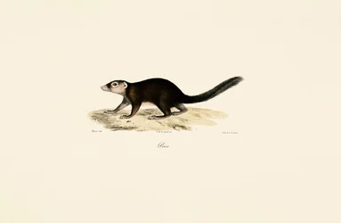 Ringhalet vontsira