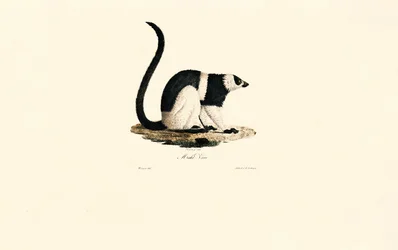 Ruffed lemur