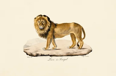 Senegal-løven