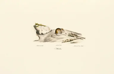 Shaws Jird (Mérion)