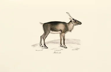 Sibirsk moskushjort (Moschus moschiferus)