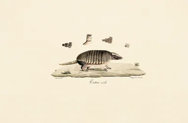 Seksbåndsarmadillo (hann)