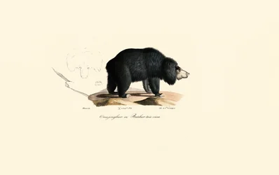 Dovendyrbjørn (gammel sjonglørbjørn)
