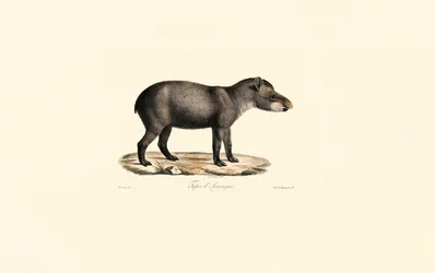 Søramerikansk tapir