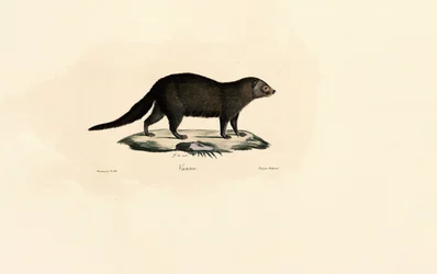 Søramerikansk Tayra