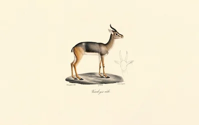Sørlig rørbukk (Révebi-antilope, hann)