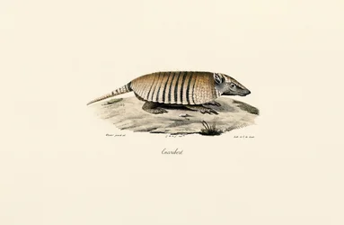Sørlig trebåndsarmadillo