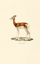 Springbok (hunn)